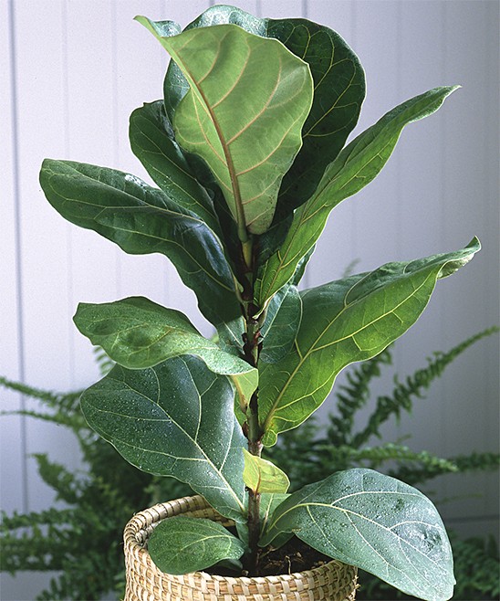 Live 'Fiddle Leaf Fig' Ficus | Zulily