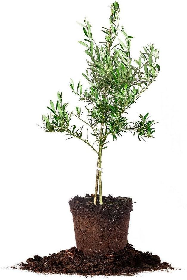 Arbequina Olive Tree - live Plant, Includes Special Blend Fertilizer & Planting Guide | Amazon (US)