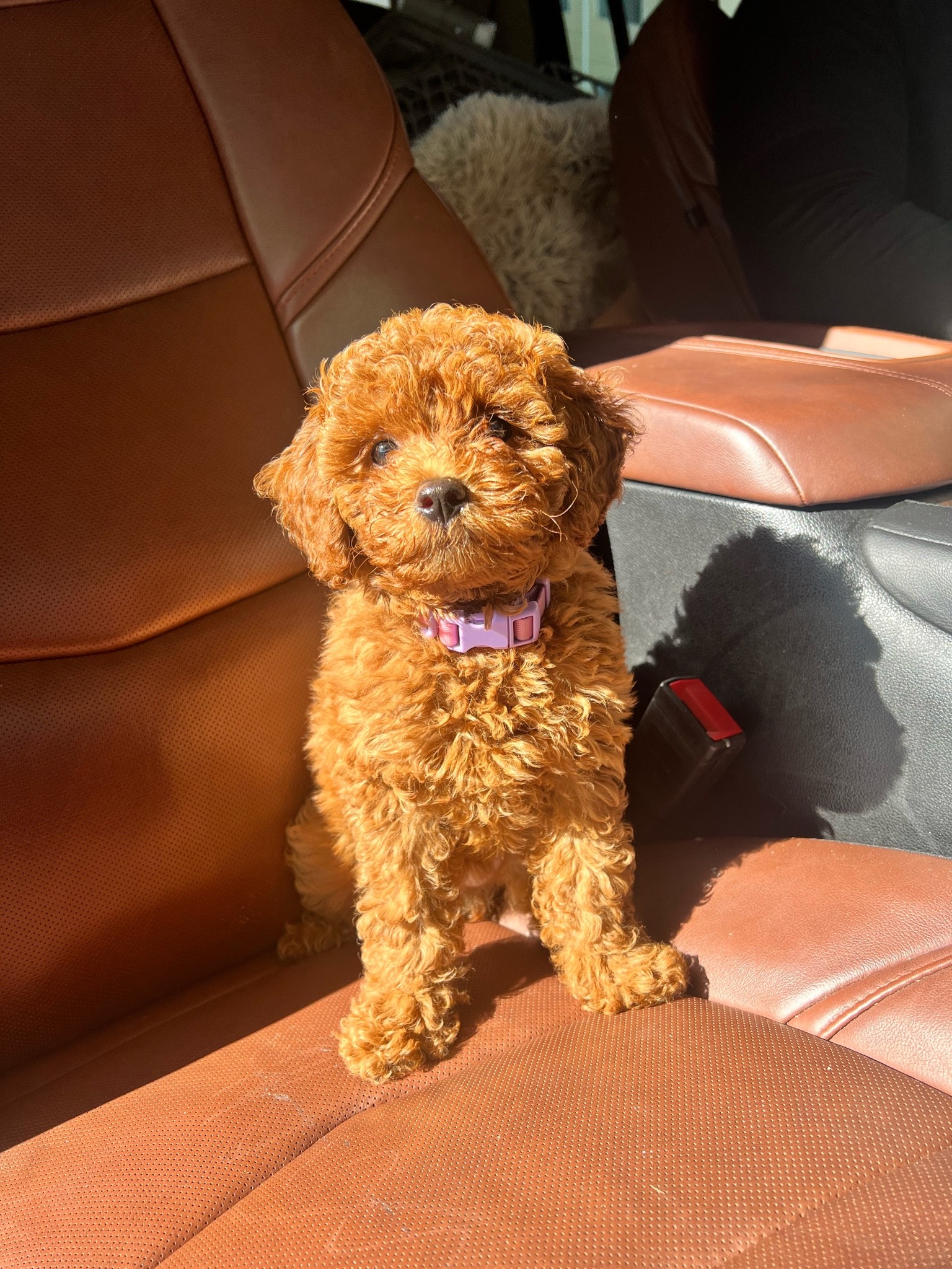 Lola’s collar is sooo cute and waterproof! 

#LTKsalealert #LTKfamily #LTKunder50