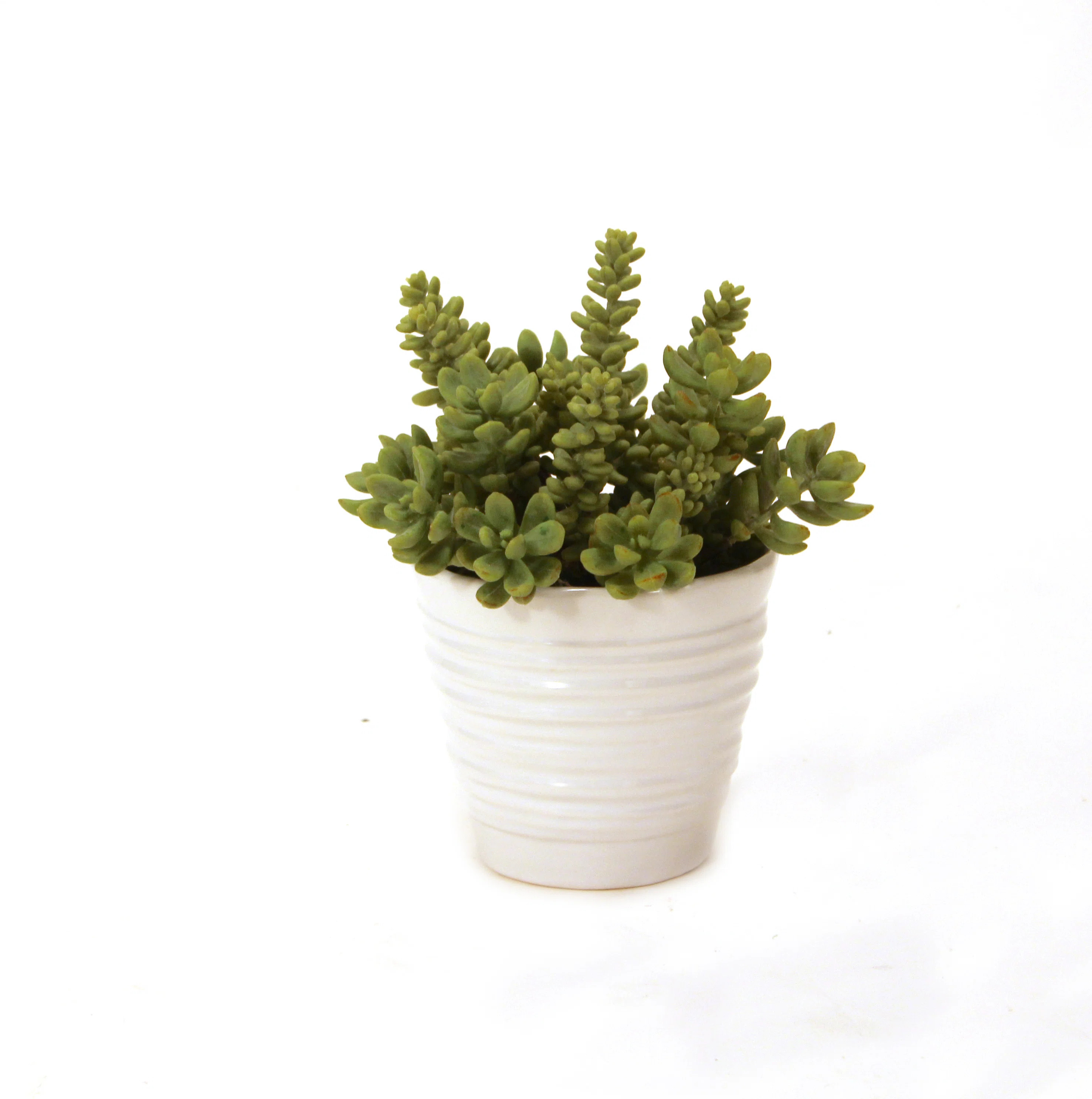 9'' Faux Succulent Plant in Ceramic Vase | Wayfair North America