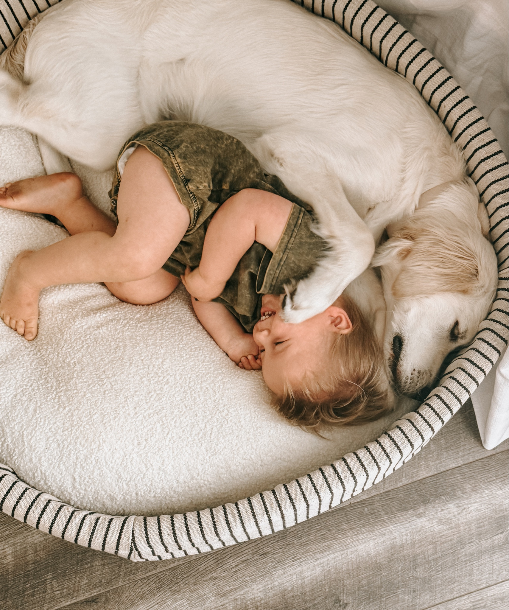 the dog essentials that are actually
stylish!!! the food & water bowls, treat jar, bed… so many goodies 

#LTKfindsunder50 #LTKSeasonal #LTKGiftGuide