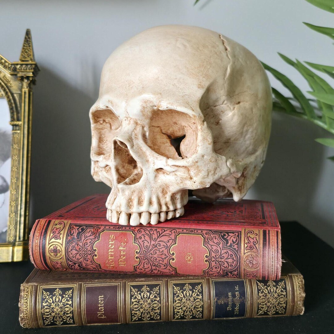 Decorative Skull | Anatomica Skull – Human Skull, (17 Colors Available) and 3 Sizes. - Etsy | Etsy (US)