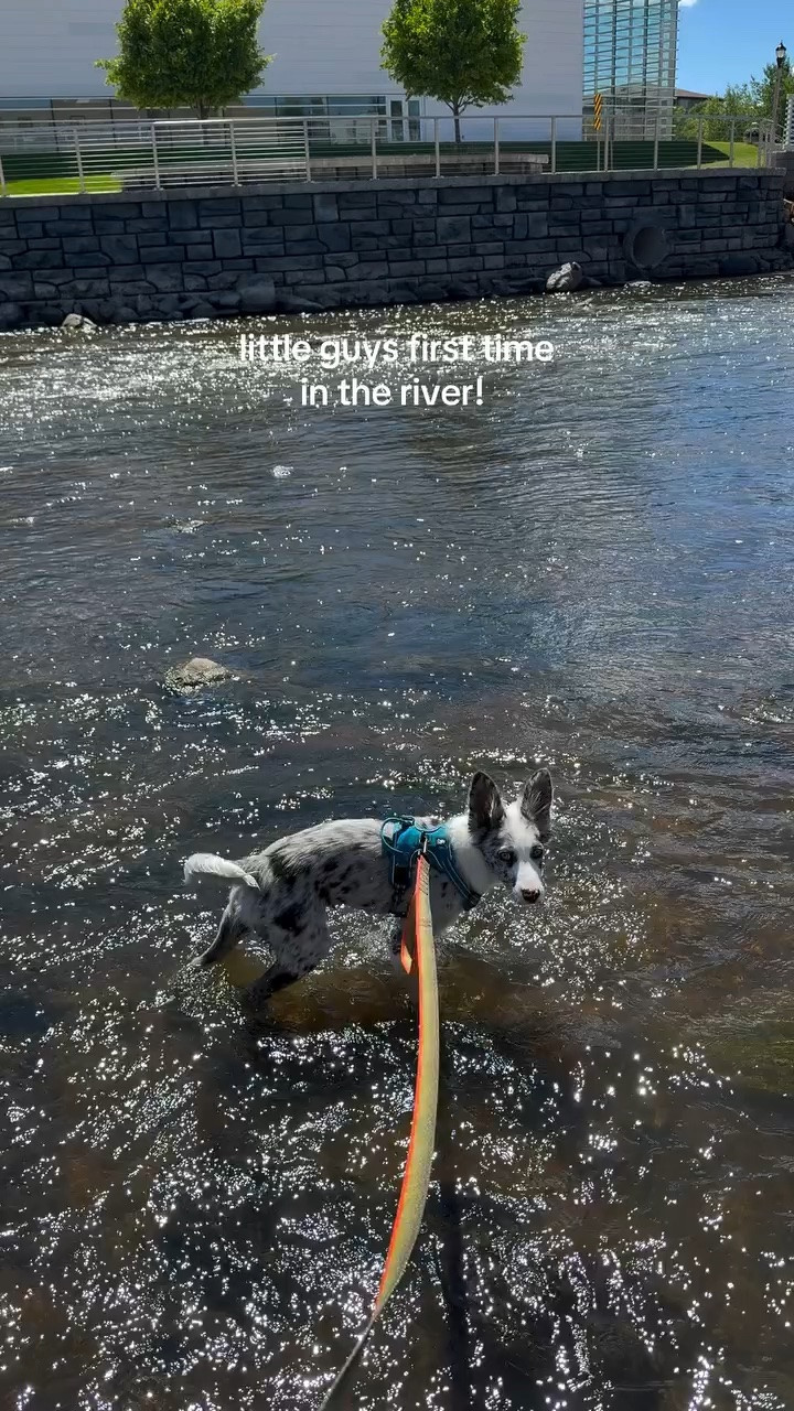 He is going to have a blast swimming in the pond up north! 
#puppy #puppyswimming #aussiepuppy #aussiemix