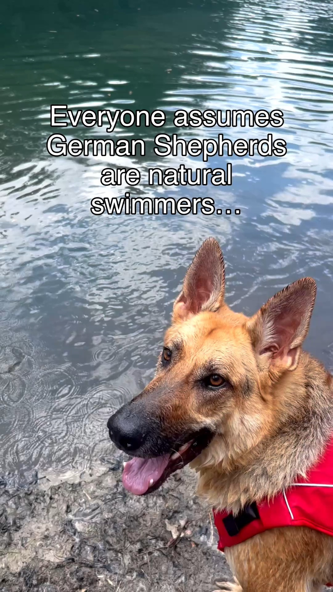 My dog is wearing the XXL and he is 123 pounds! Doggie life jacket from Amazon. #dogmom #dog #lifevest #germanshepherd #petsafety #dogswimming #amazonfind #ltkpets

#LTKSwim #LTKmomlife