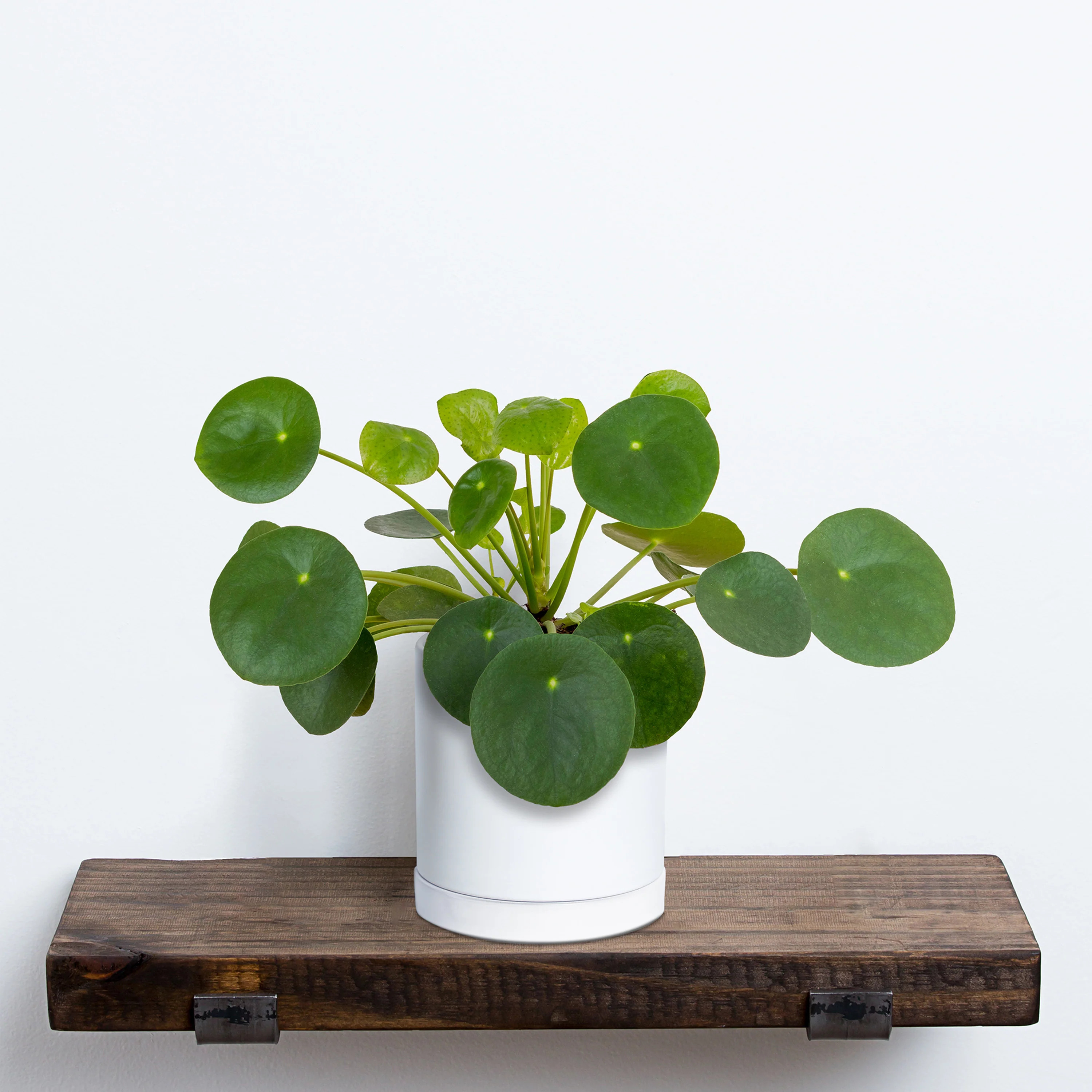 Pilea Plant | Martha