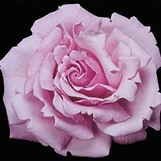 Spring Hill Nurseries 3 Gal. Pot, Memorial Day Hybrid Tea Rose Bush, Live Potted Deciduous Flower... | The Home Depot