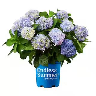 Endless Summer 1 Gal. Original Hydrangea Plant with Pink and Blue Flowers 10530 - The Home Depot | The Home Depot
