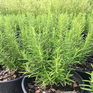 OnlinePlantCenter 5.5 in. Barbecue Rosemary Culinary Herb Plant-H35315.5IN - The Home Depot | The Home Depot