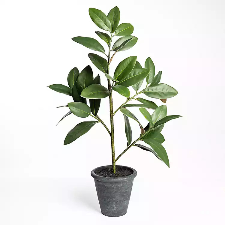Potted Magnolia Tree | Kirkland's Home