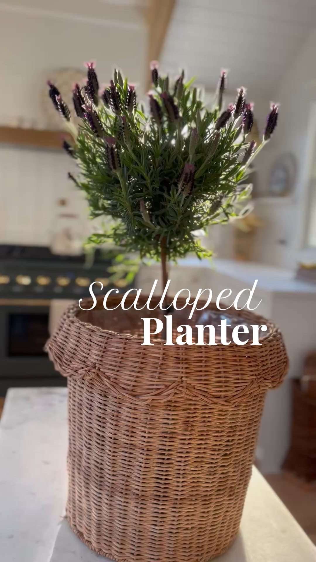 The prettiest scalloped planters are perfect for holding lavender topiaries.  They are fully lined too, which makes them perfect for summer flowers.