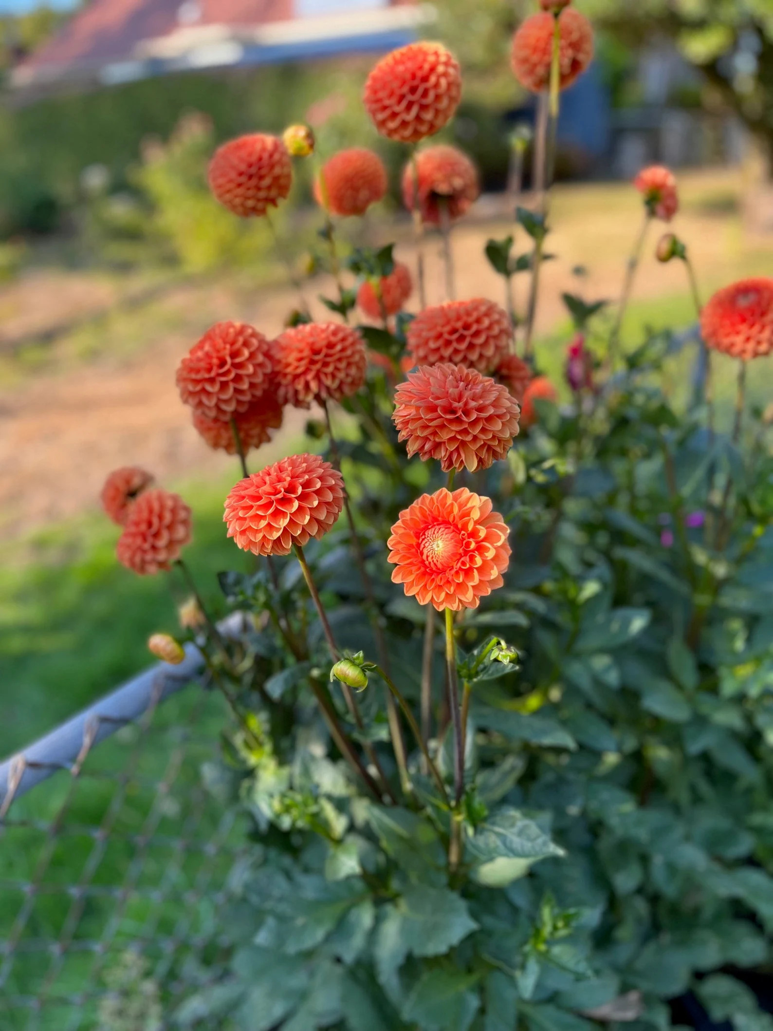 Maarn sylvia Dahlia Tuber PREORDER Spring 2024 - Etsy | Etsy (US)