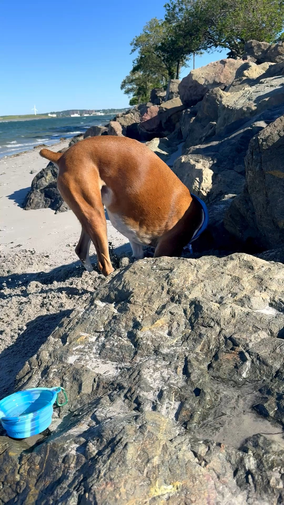 Puppy Beach Day Essentials

#LTKSwim #LTKSeasonal #LTKselfcare