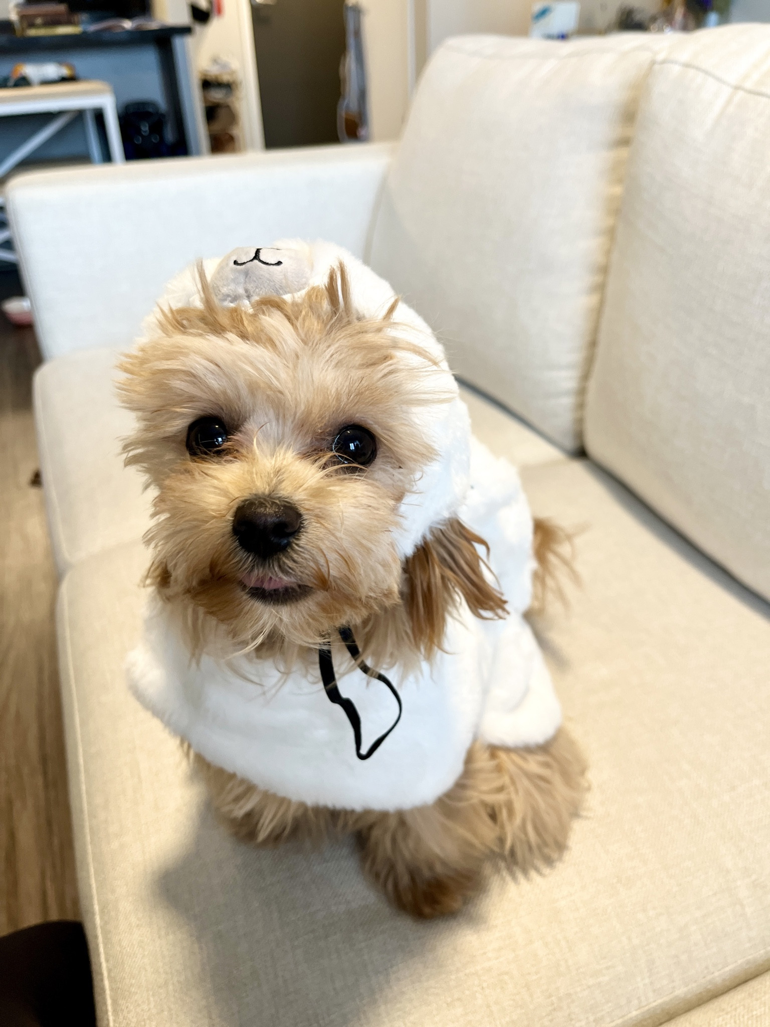 my cute polar bear puppy outfit for a cold winter day in WA! 🐻‍❄️

#LTKSeasonal