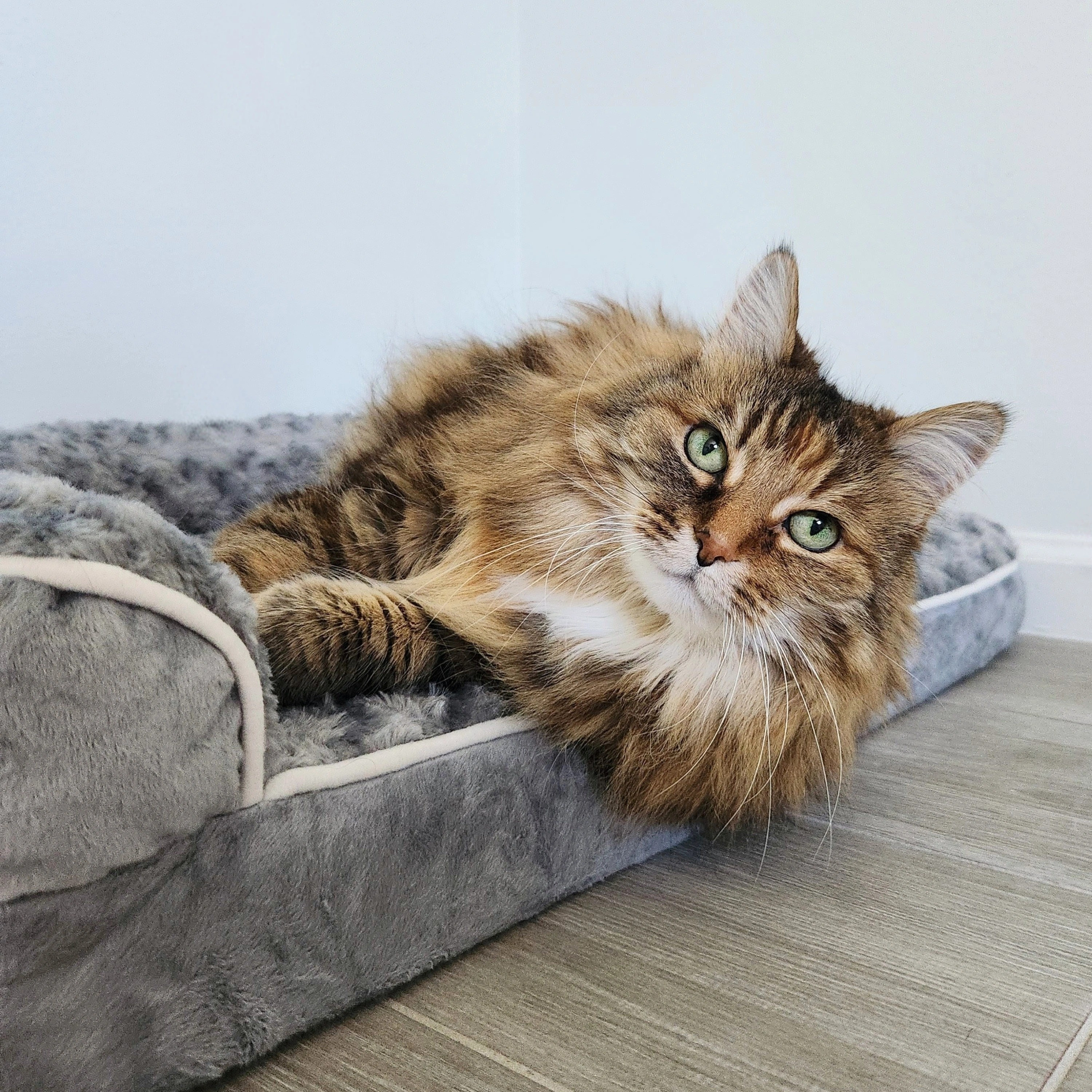 #ad 🛏More Then A Bed, It's Love🩶Thoughtfully Designed Orthopedic Support For Deeper Rest Because Your Pet Deserves The Very Best😸🐶Made Of Orthopedic Egg Foam, This Thick @BFPETHOMEBF Bed Helps Cushion Pressure Points & Supports Animals' Joints & Muscles Evenly🐈🐈‍⬛️🐩🐕This Large Bed Allows Pets To Be Soothed & Relaxed & To Fall Into A Deep, Peaceful Sleep💤This Bed Is So Comfortable, It Feels Like A Soft, Plush Cloud☁️& Of Course, It Is Tasha Bebe Approved😺#Sponsored #TashaBebe #BFPETHOME #PetBeds

