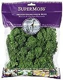 SuperMoss (23081) Reindeer Moss Preserved Bag, 4 oz, Basil | Amazon (US)