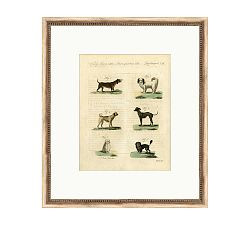 Dog Breeds Chart Framed Print | Pottery Barn (US)