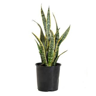 United Nursery Sansevieiria Laurentii Live Indoor Snake Plant in 9.25 in. Grower Pot 22 in. - 30 ... | The Home Depot