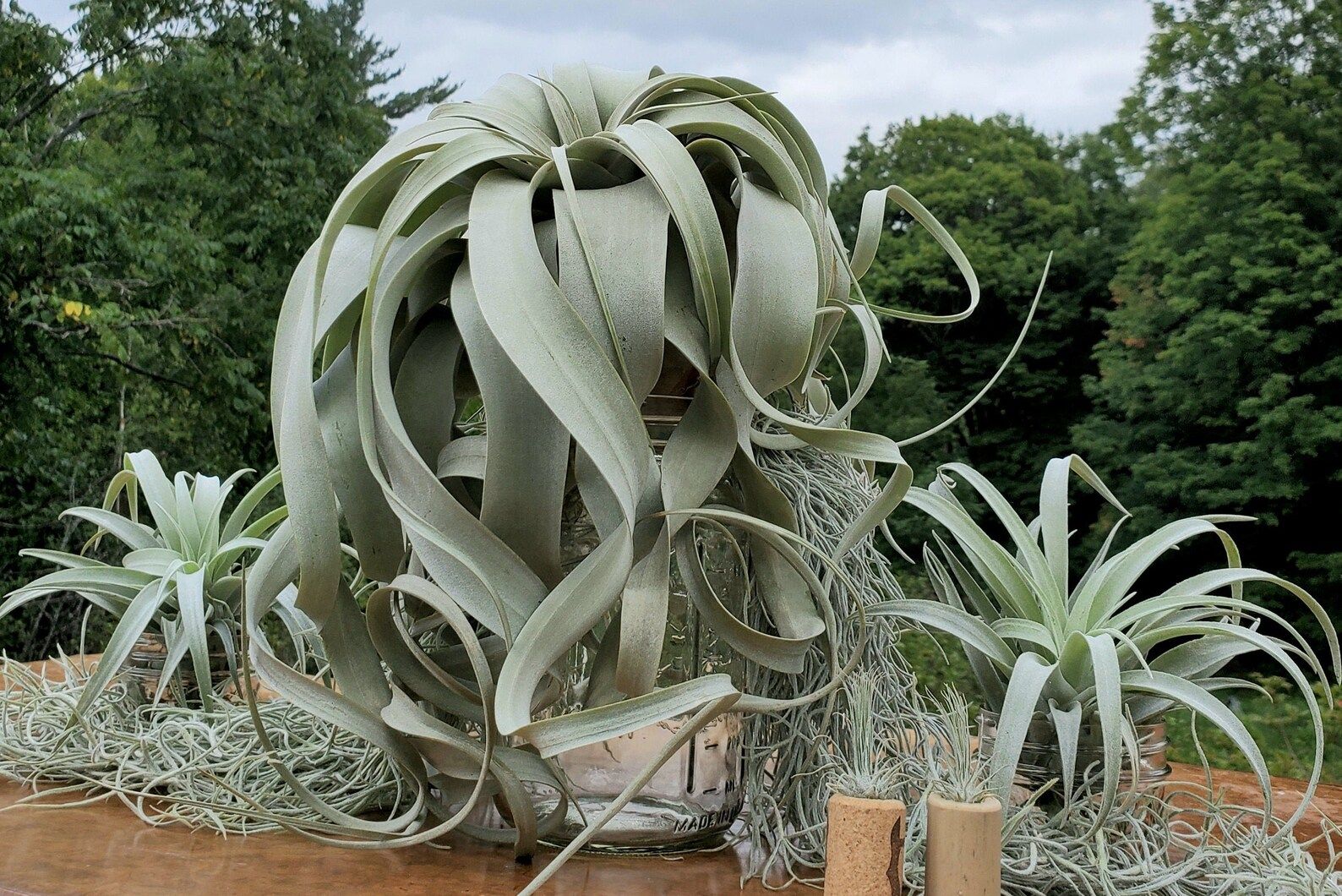 BEST SELLER Xerographica Super Curly Queen .. Air Plant | Etsy | Etsy (US)
