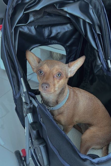El coche de Olivia 🐶 dog / pet stroller for the win 💗

#LTKGiftGuide #LTKbeauty #LTKhome