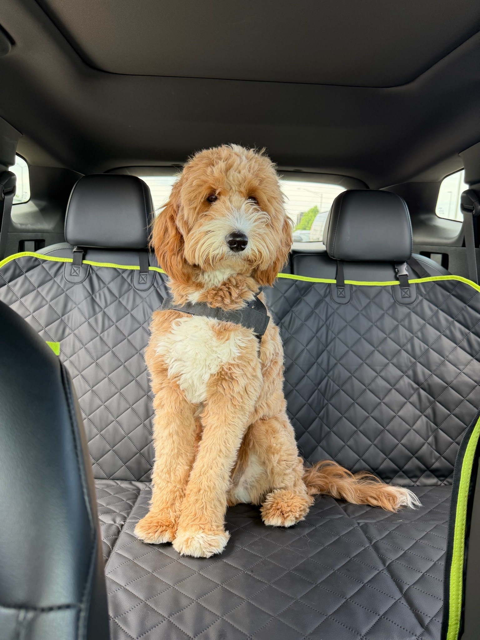 Beautiful day for a car ride!

Backseat extender: Pecute
Harness: Dog Friendly Co. - Walt is 37lbs and wearing a size medium but a small would fit better

#LTKdayinmylife #LTKActive #LTKTravel