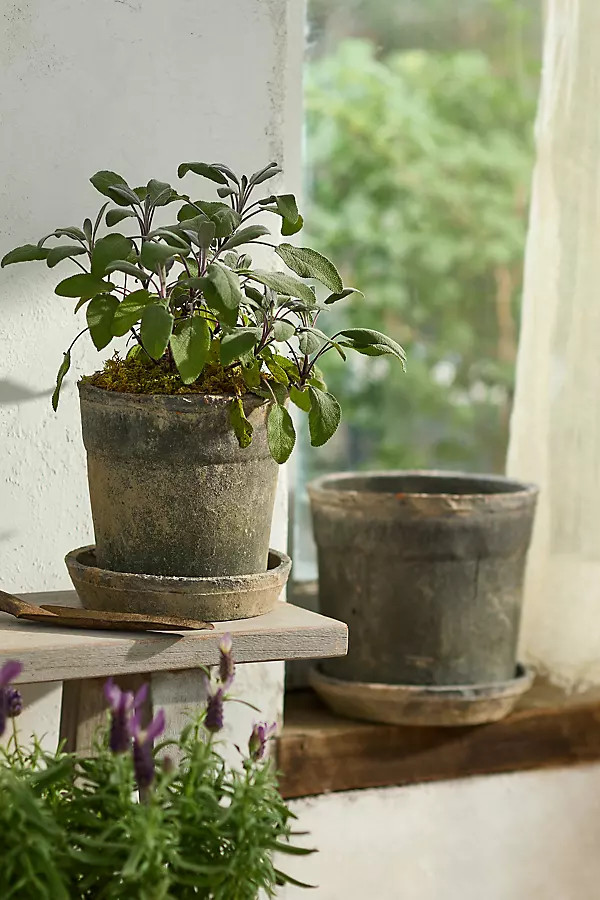 Earth Fired Clay Wide Rim Pot + Saucer Set | Anthropologie (US)