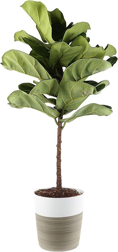 Costa Farms Live Indoor Ficus Lyrata, Fiddle Leaf Fig Tree - Floor Plant - Fresh From Our Farm, 3... | Amazon (US)
