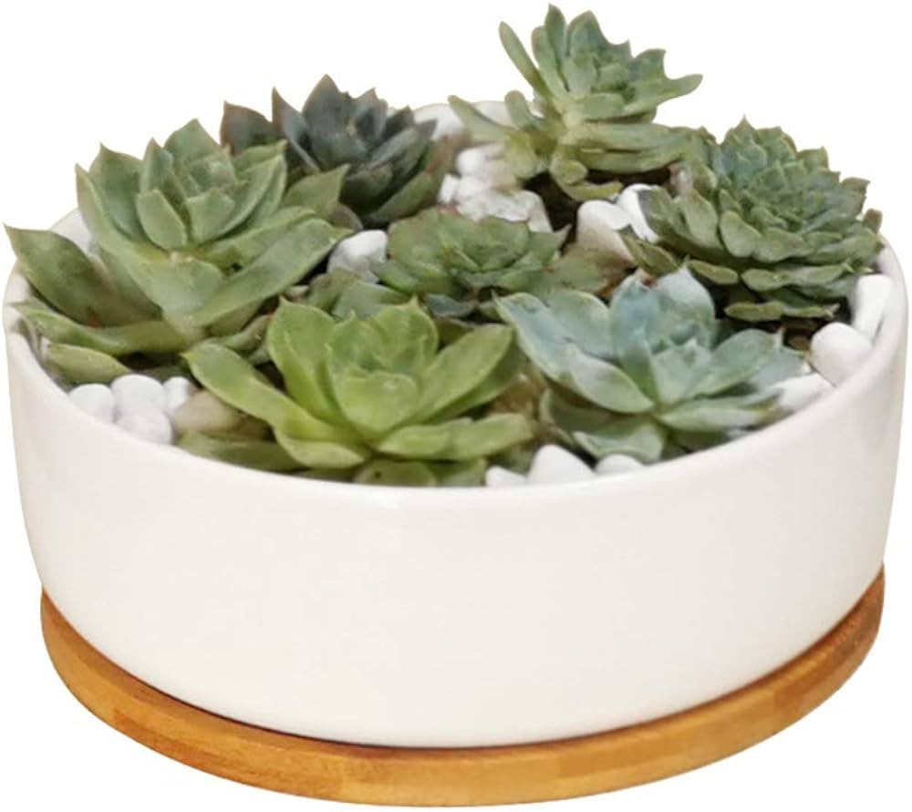 LANKER 6.3 Inch Round White Ceramic Succulent Planter Pot Decorative Cactus Plant Pot Flower Cont... | Amazon (US)