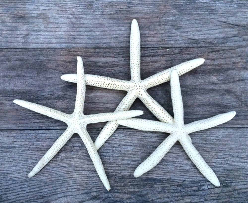 Real Starfish Decor - White Real Finger Star Fish 9"-10" (3 pcs) - Craft Starfish - White Starfis... | Amazon (US)