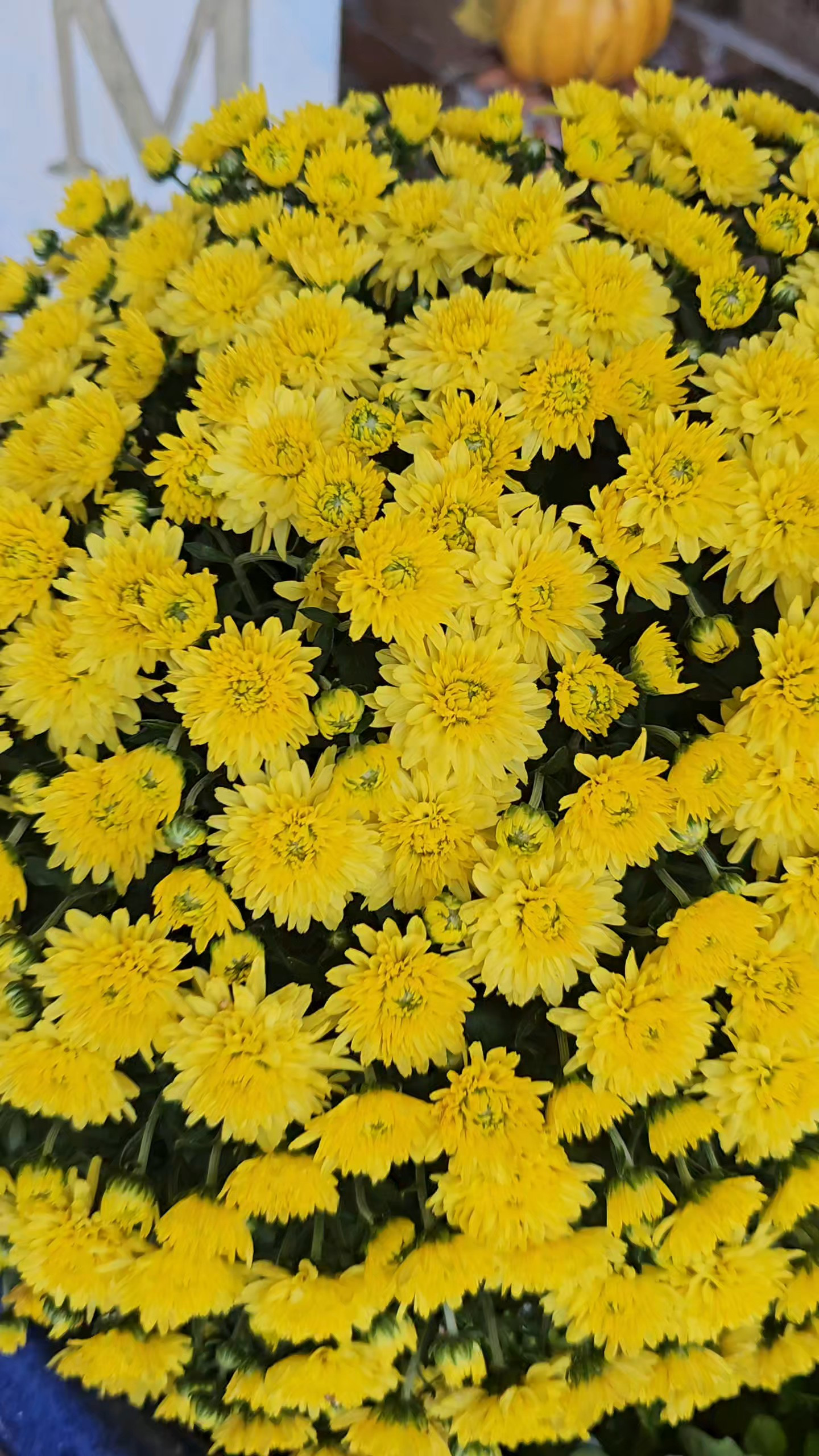  A few small touches to welcome the first day of fall.  Do you decorate for fall, too? 

#LTKFallSale #LTKSeasonal #LTKFindsUnder100