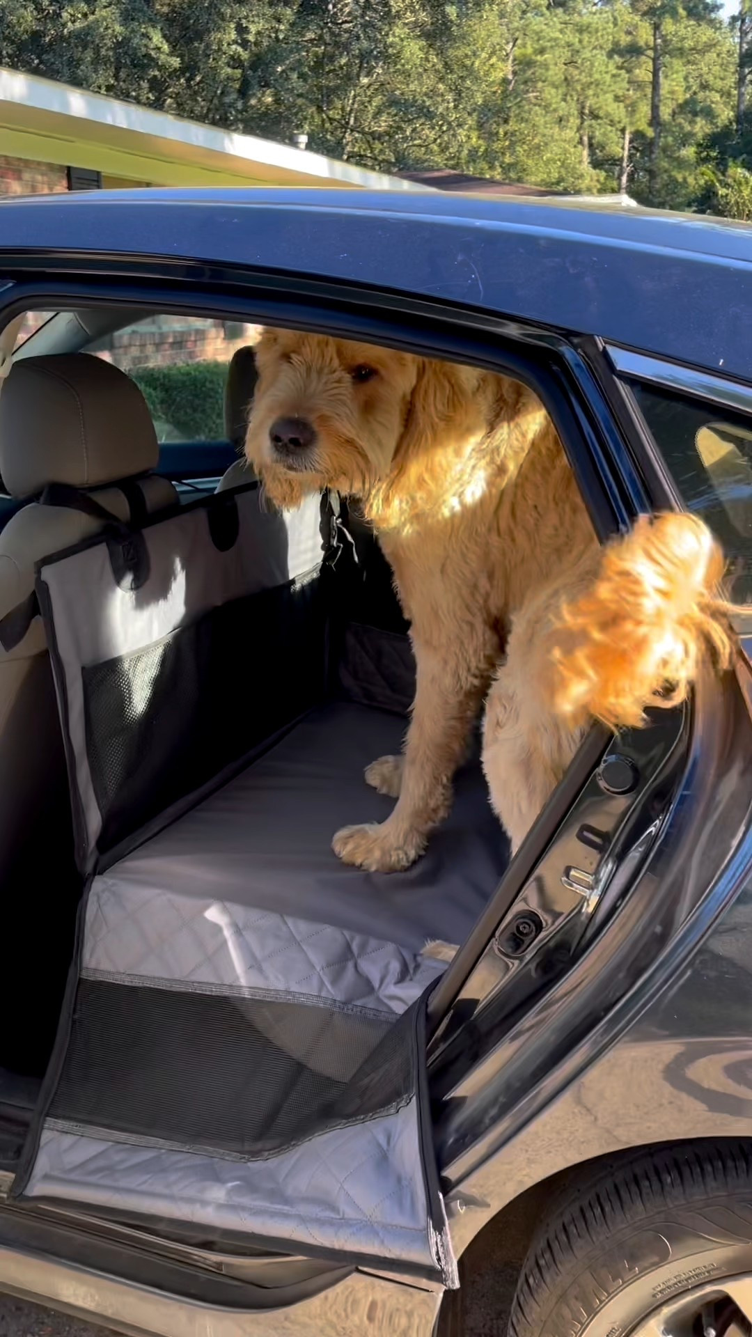 Large Dog Seat Cover

#LTKHome #LTKGiftGuide #LTKCyberWeek