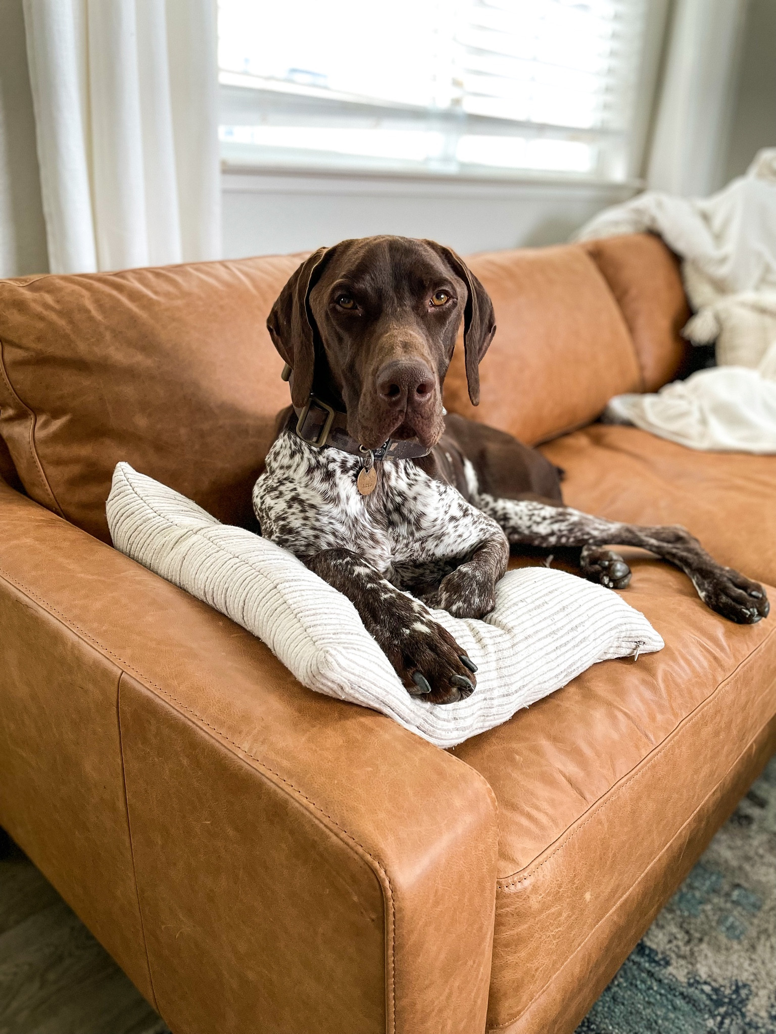 Affordable leather sofa on amazon. Amazon home

#LTKFind #LTKGiftGuide #LTKhome