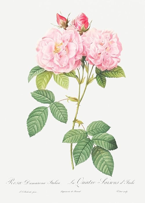 Eurisko Studios Botanical Plant Print - Italian Damask Rose - Four Seasons of Italy (Rosa damasce... | Amazon (US)