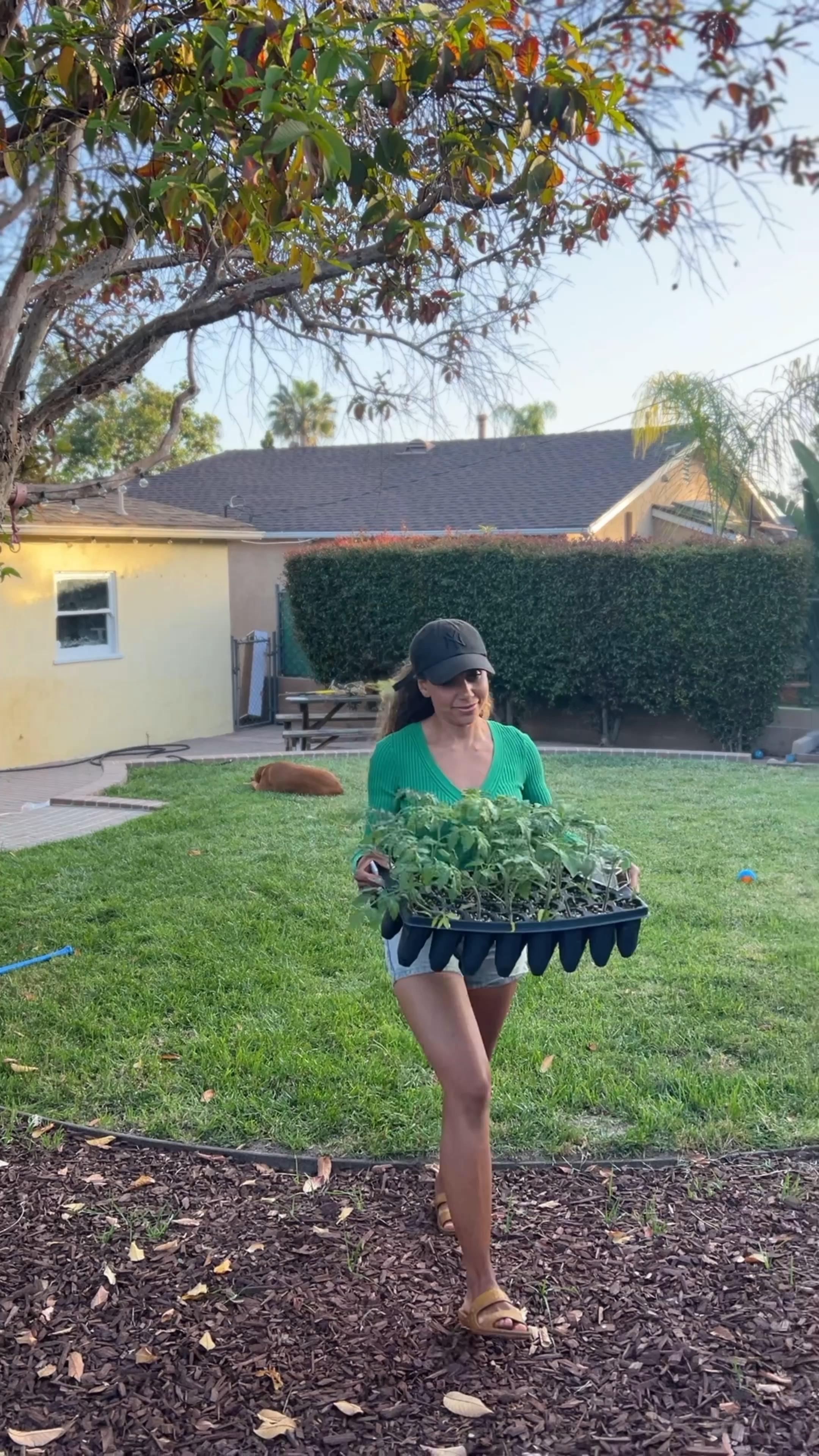 Everything we used to plant our tomatoes! #gardening 

#LTKHome #LTKFindsUnder100 #LTKFindsUnder50