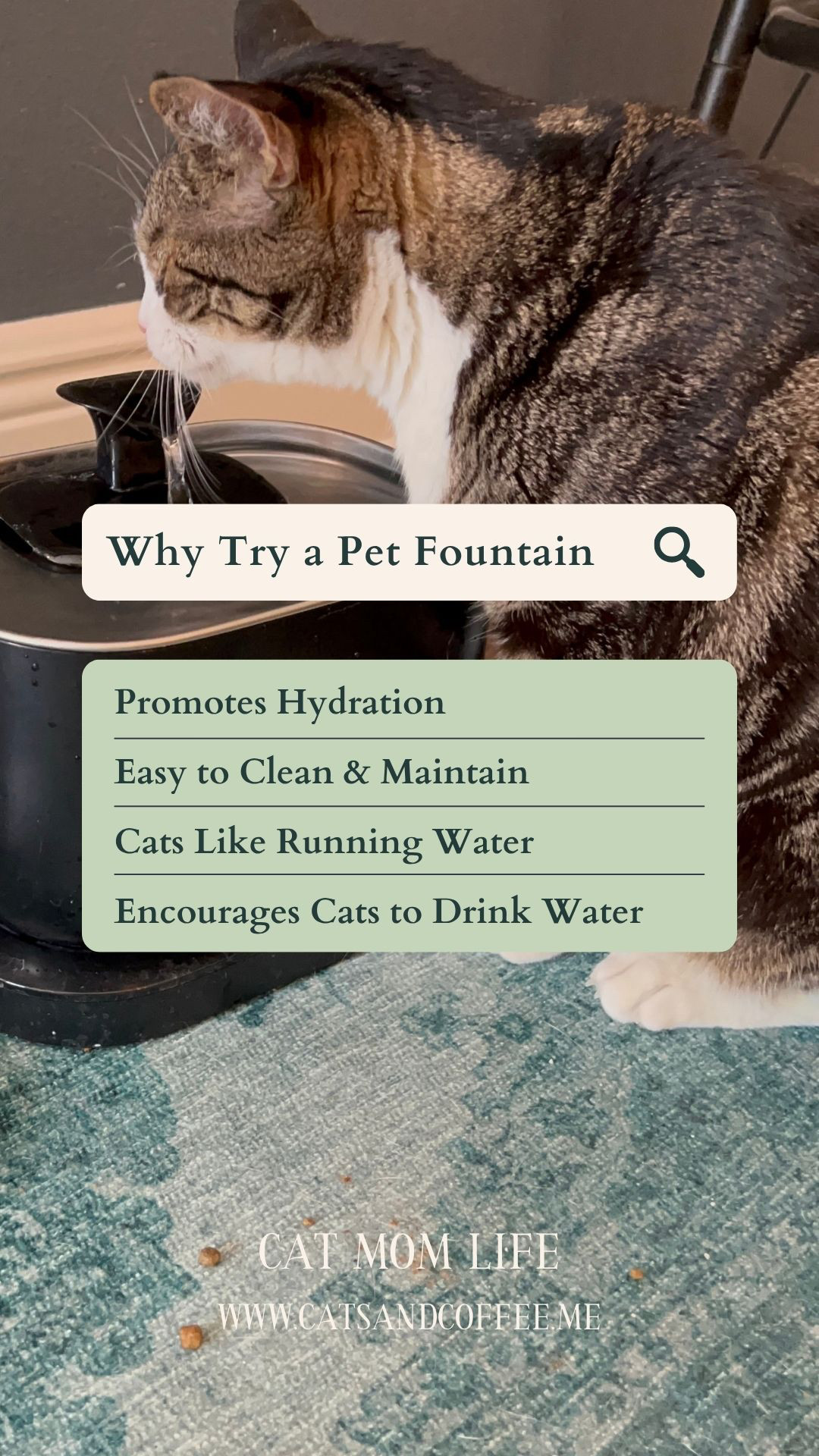 Why are Pet Water Fountains Good for Cats?: Hydration Can Help Prevent Certain Cat Health Issues - Pet water fountains are a great way to promote cat health and ensure your cat gets adequate hydration throughout the day. As with humans, it is important for pets — especially cats — to take in enough fresh water. Learn more about how pet water fountains work, read FAQ about these products, and see recommendations of cheap cat water fountains here!
 

 #LTKHome #LTKFindsUnder100 #LTKPets