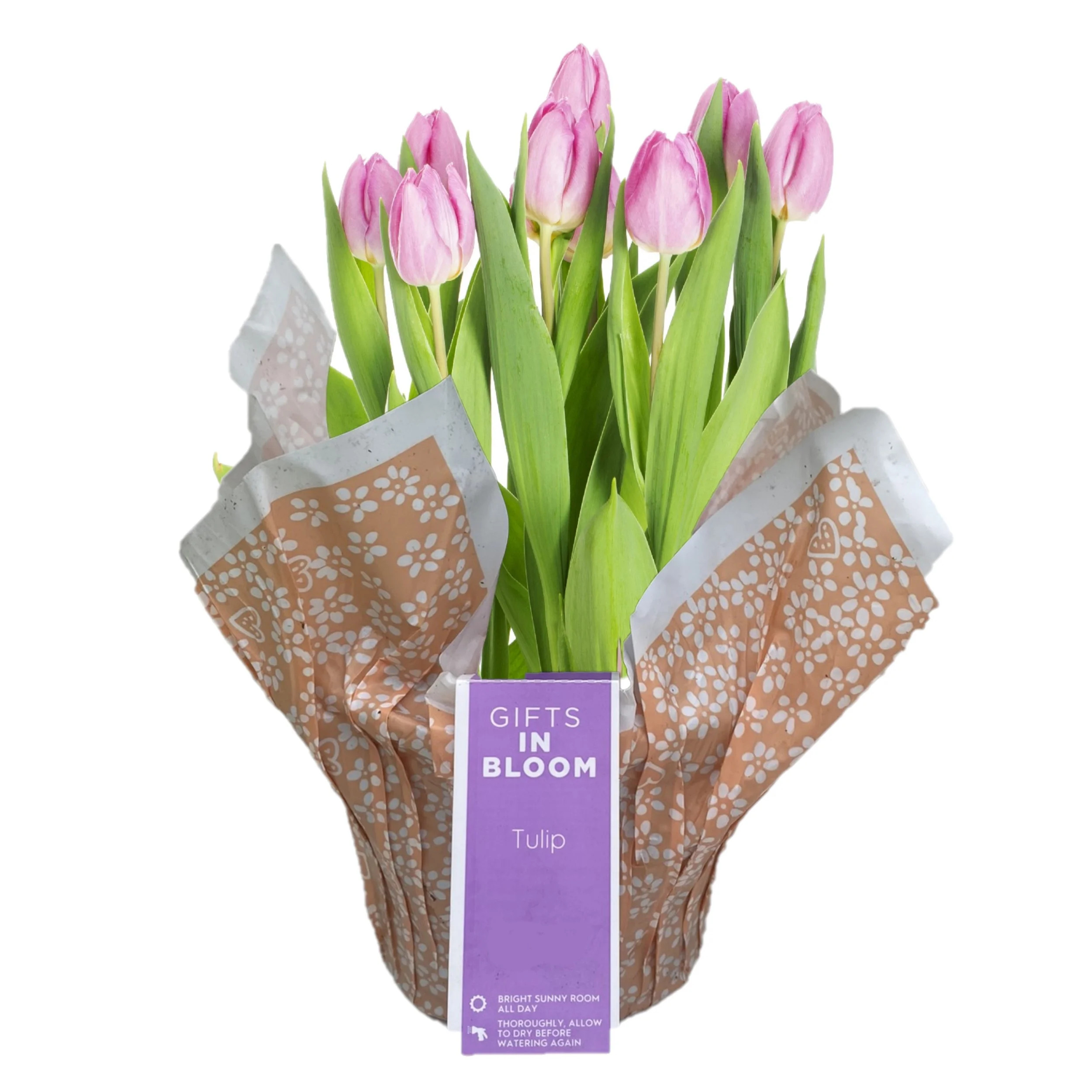 Gifts in Bloom 6IN Pink Tulip Live Plant in Decorative Pot, Indirect Sunlight - Walmart.com | Walmart (US)