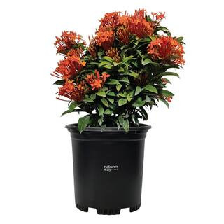 Ixora Taiwanese Orange Live Outdoor Plant in Growers Pot Avg Shipping Height 1 ft. to 2 ft. Tall | The Home Depot