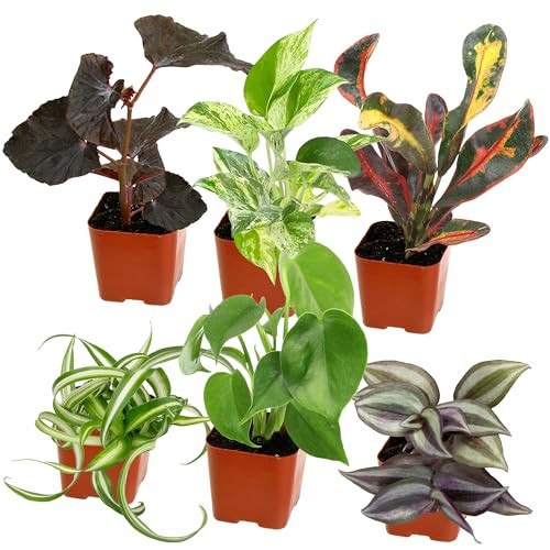 Easy to Grow Houseplants (Pack of 6), Live House Plants in Containers, Growers Choice Plant Set in Planters with Potting Soil Mix, Home Décor Planting Kit or Outdoor Garden Gifts by Plants for Pets | Amazon (US)