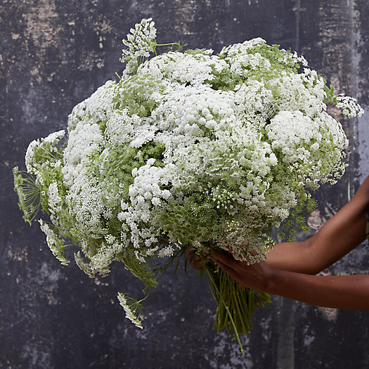 Fresh Queen Anne's Lace Bunch | Terrain