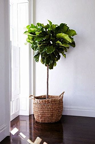 Fiddle Leaf Fig Standard (Ficus lyrata), 2.5 to 3 feet Tall | Amazon (US)