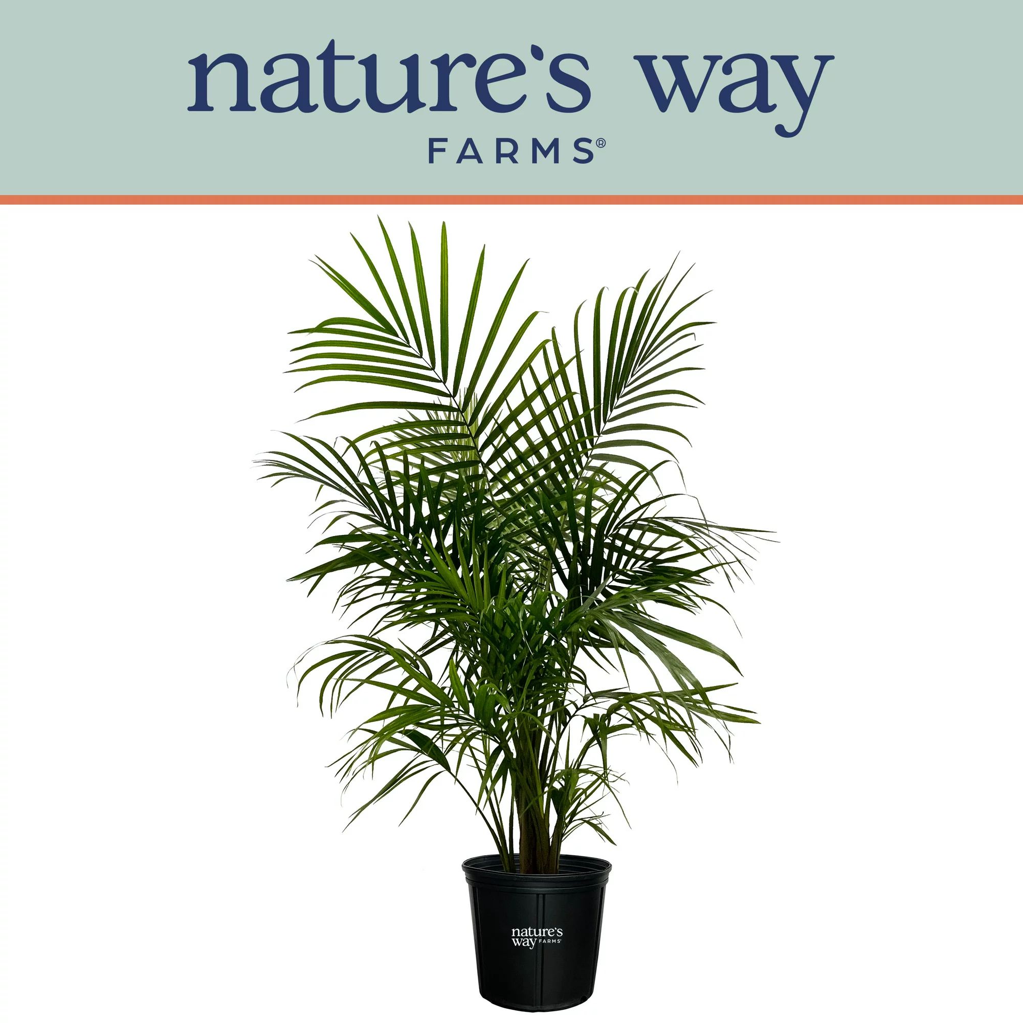 Nature's Way Farms Majesty Palm Live Plant (25-30 inches tall) in growers pot | Walmart (US)