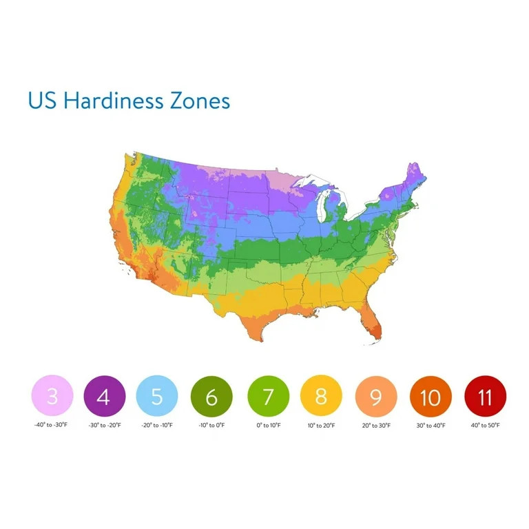 Better Homes & Gardens 2.5QT Red Orange Yellow Echinacea Live Perennial Plant Sun | Walmart (US)