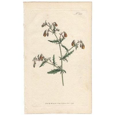 Curtis Botanical Mag. antique 1796 hand-color engraving Pl 353 Mahernia  | eBay | eBay US
