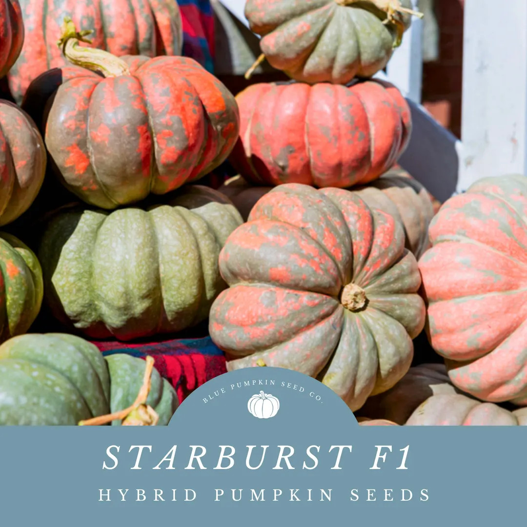 Starburst F1 Pumpkin Seeds: Grow Stunning Sea Foam Green and Salmon Colored Pumpkins - Ideal for ... | Etsy (US)