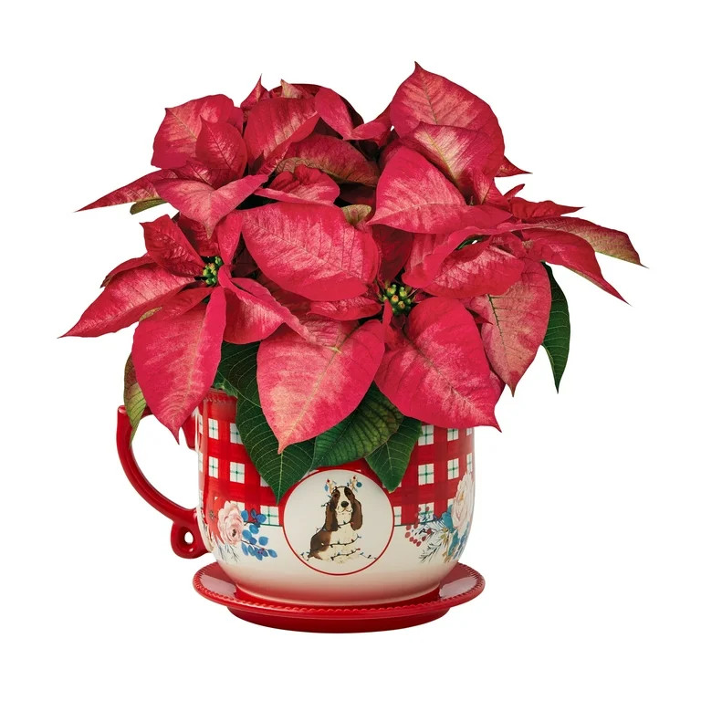 The Pioneer Woman Dark Pink Poinsettia Live Plant in 6" Mug Planter | Walmart (US)