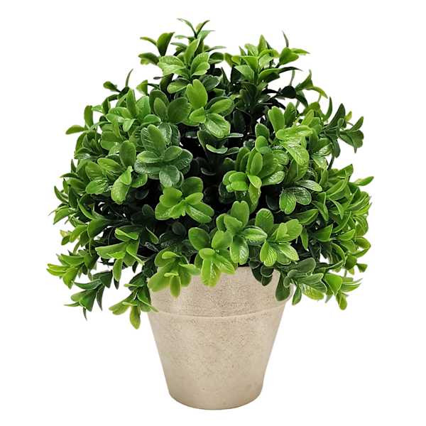 Boxwood Plant with White Planter, 8" | At Home