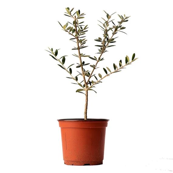 Arbequina Olive Tree Live Plant, 6" Pot, Delectable Fruit | Etsy (US)