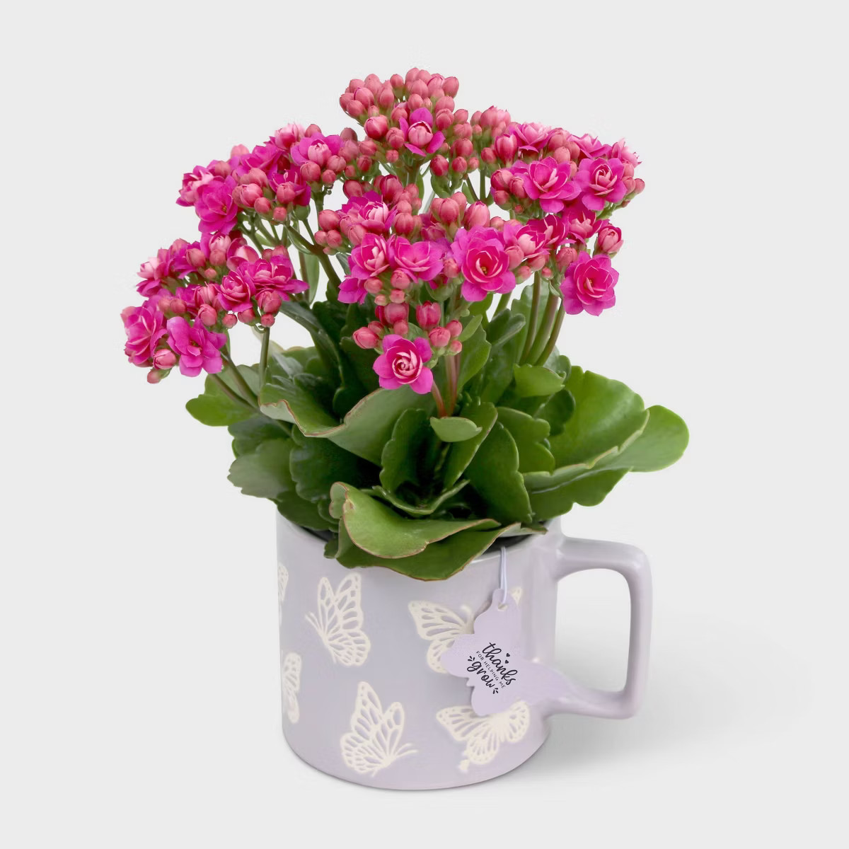 Mother's Day 4" Butterfly Mug with Live Calandiva - Good Little Garden™ | Target