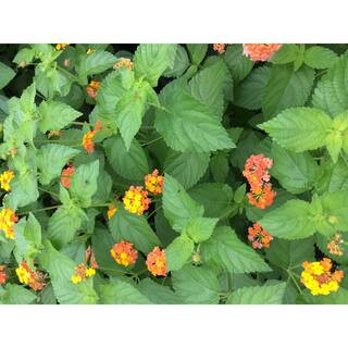 Lantana Plants mix, 3 Total Plants in 3 separate 4 in. pots | The Home Depot