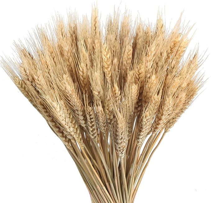 GTIDEA 100pcs Wheat Stalks Bundle Dried Wheat Sheaves Natural Dried Flowers Arrangement for Fall ... | Amazon (US)