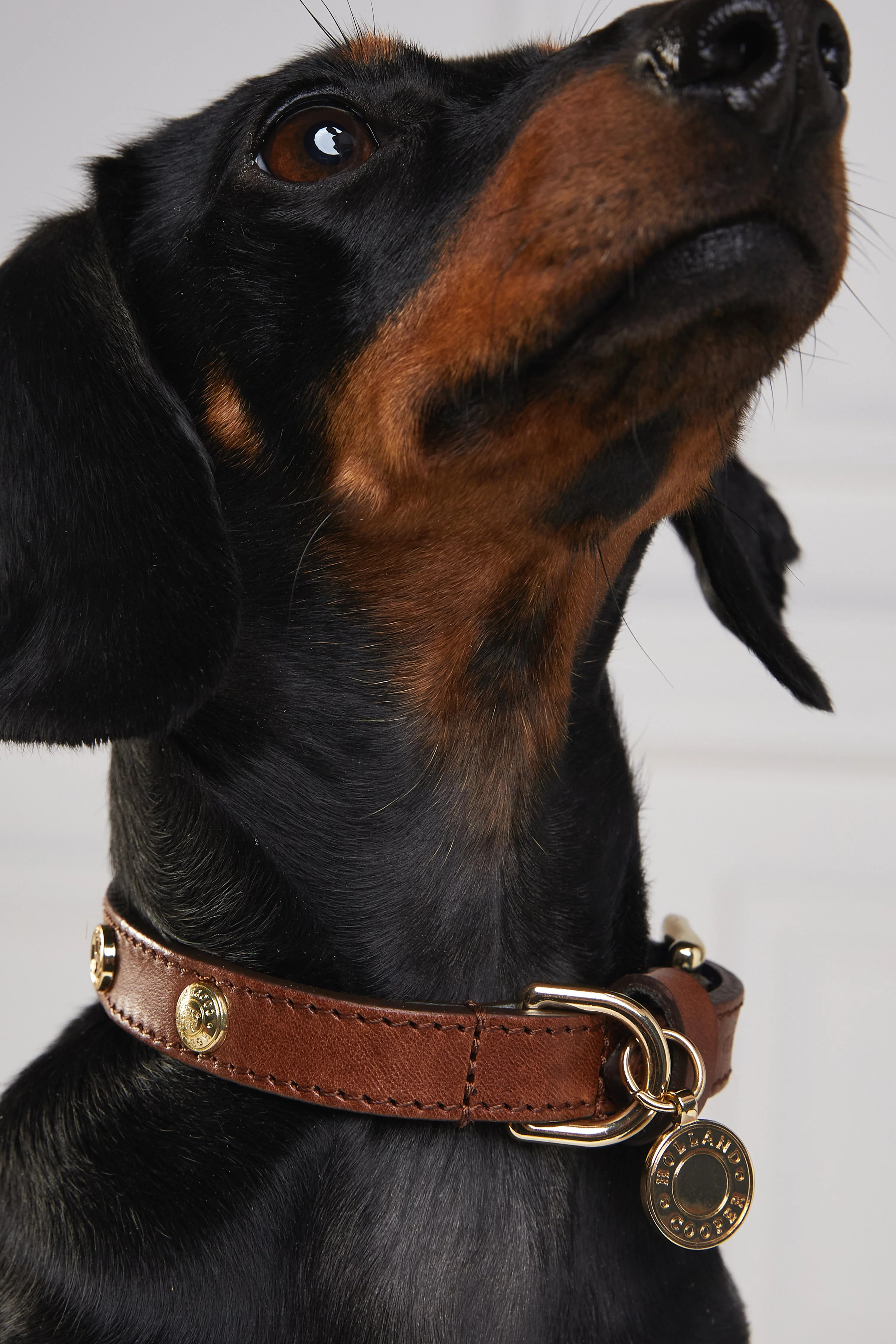 HC Studded Dog Collar (Chestnut) | Holland Cooper